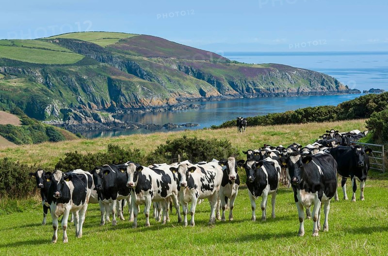 Domestic Cattle