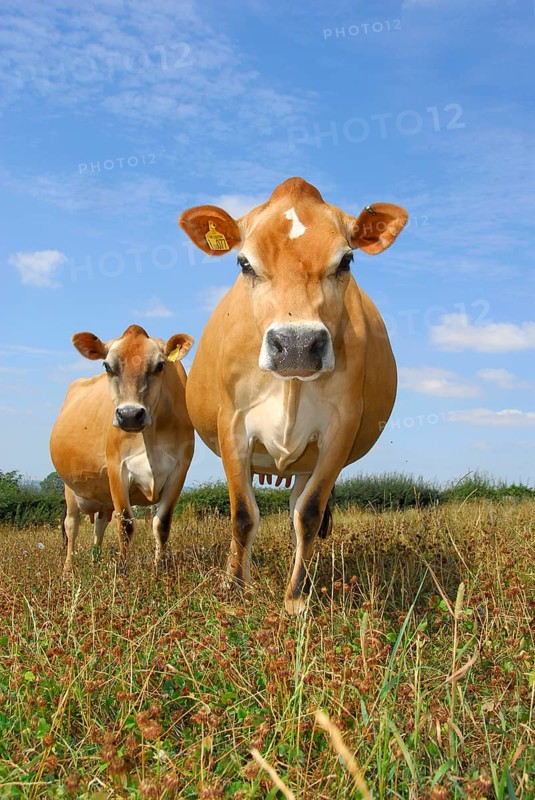 Domestic cattle
