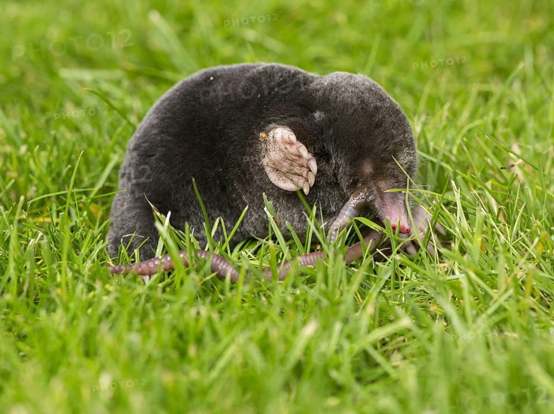 European Mole