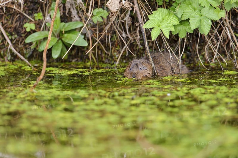 Eastern vole