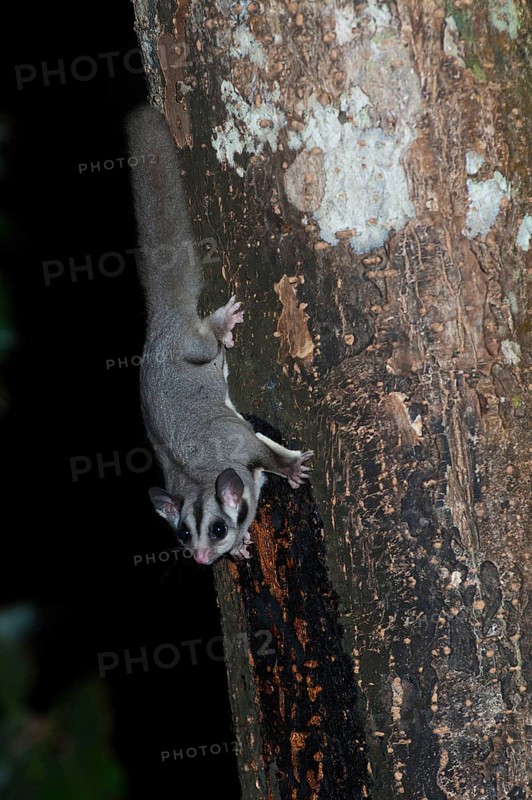 Sugar gliders