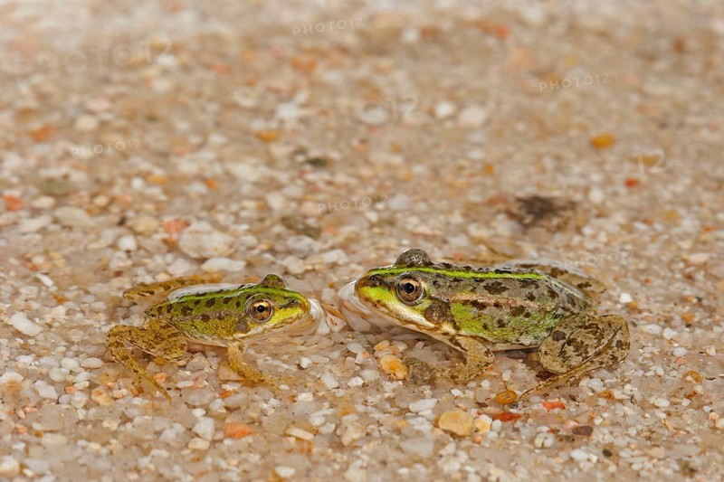 Iberian Marsh Frog