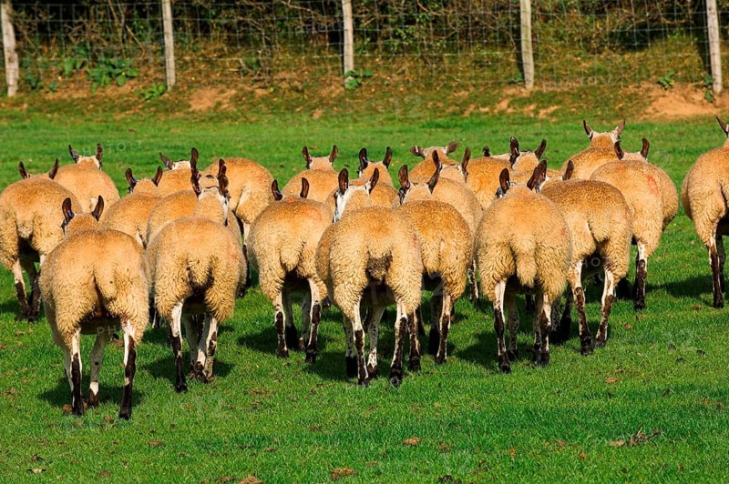 Domestic Sheep