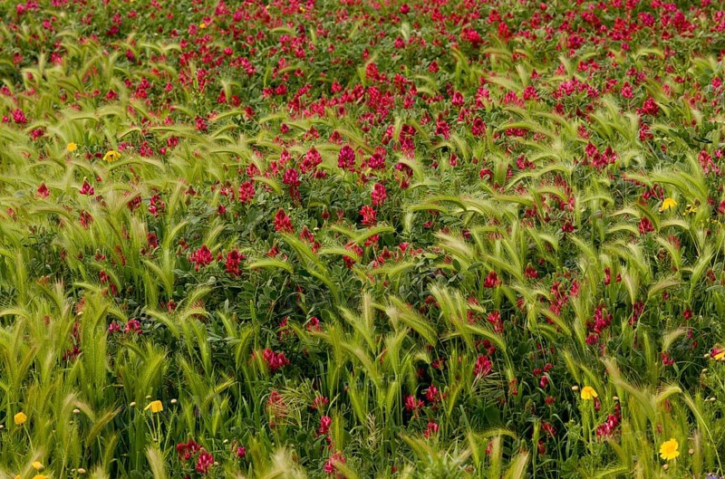 Italian sulla coronaria