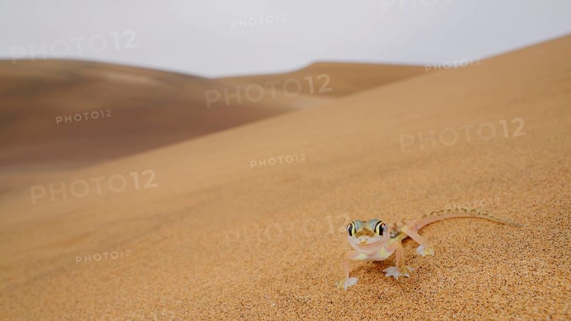 Web-footed Gecko