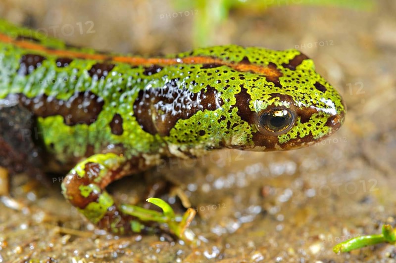 Southern Marbled Newt