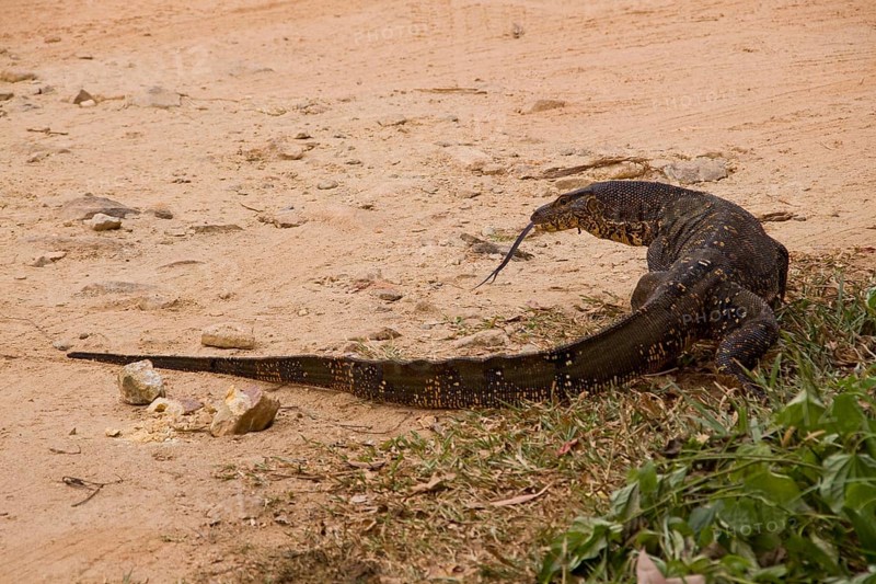 Split-tongued water monitor