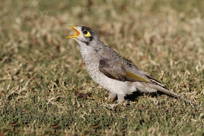 Yellow-throated Miner
