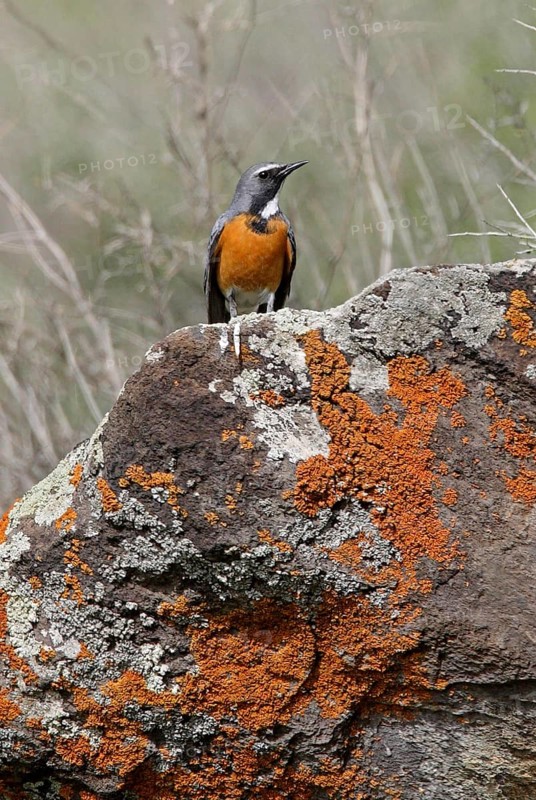 White-throated Robin