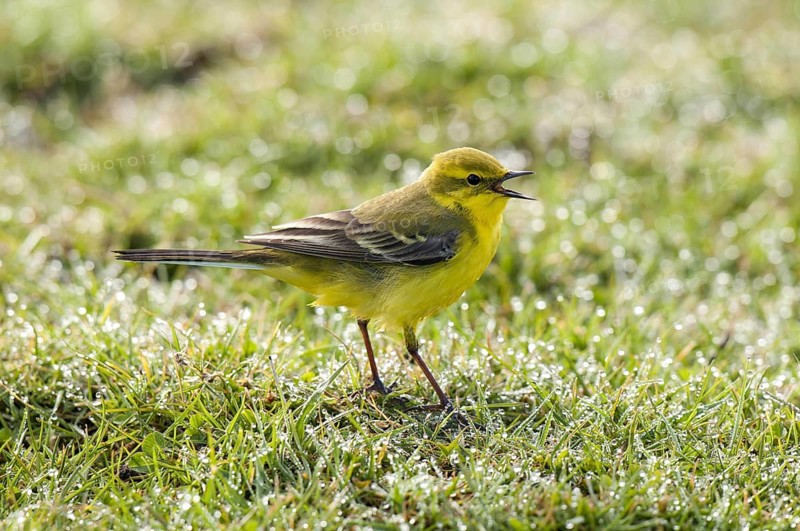 Yellow Wagtail
