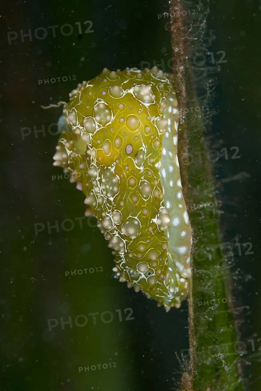 Sea hare