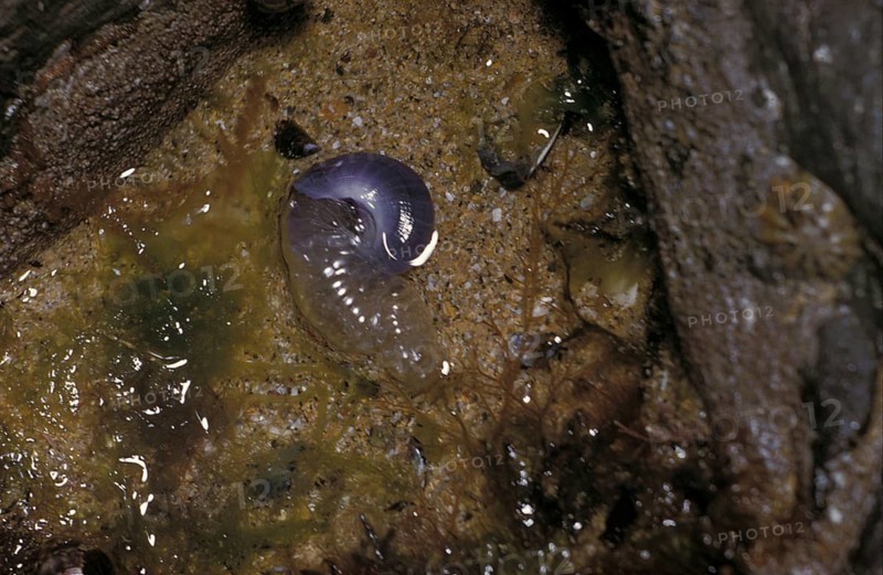 Violet sea-snail