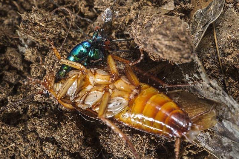 Emerald cockroach wasp