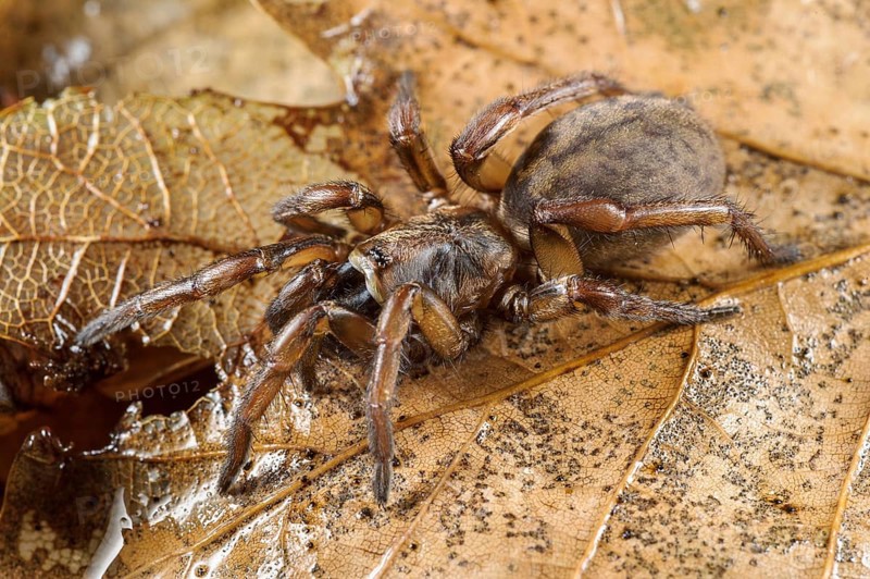 Trapdoor Spider