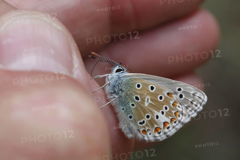 (Adonis) blue Sky Blue, Other animals, Insects, Butterflies, Animals, Adonis Blue (Lysandra bellargus) adult, drinking sweat from human hand for salt conten