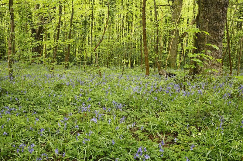 Endymion hyacinth
