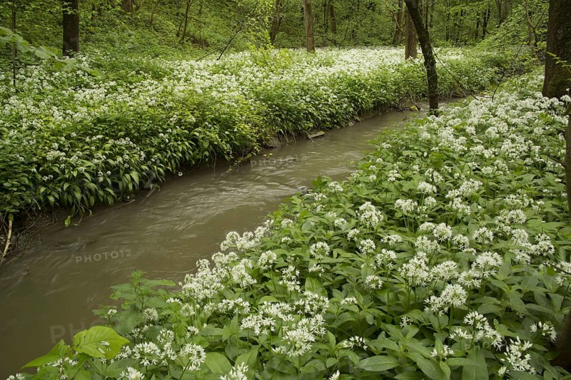 Ramsons