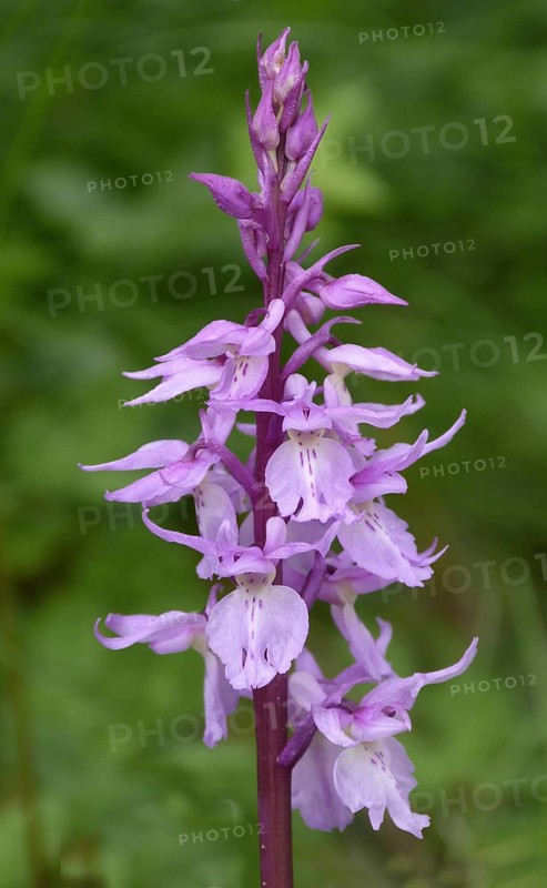 Signifera