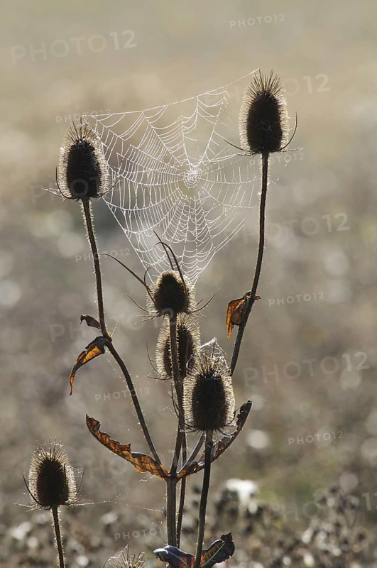 Common Teasel