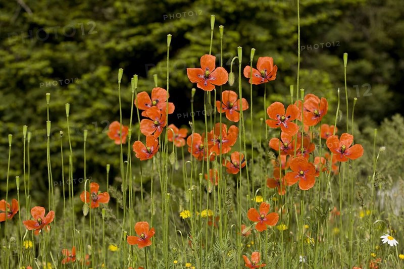 Long-headed long-headed poppy