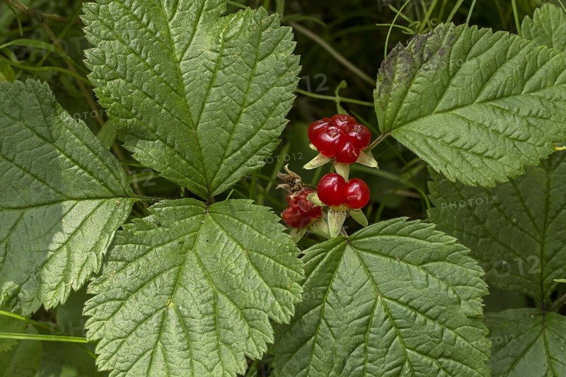 Stone Bramble
