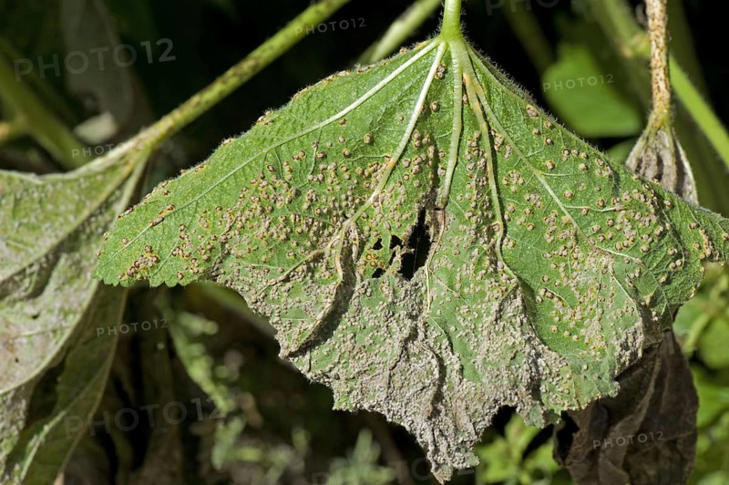 Holly rust