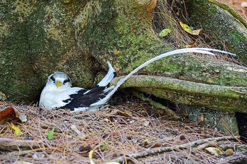 White-tailed Tropicbird