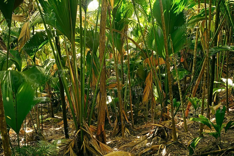 Vegetation in Vallee de Mai National Park