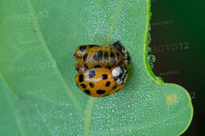 Harlequin ladybird