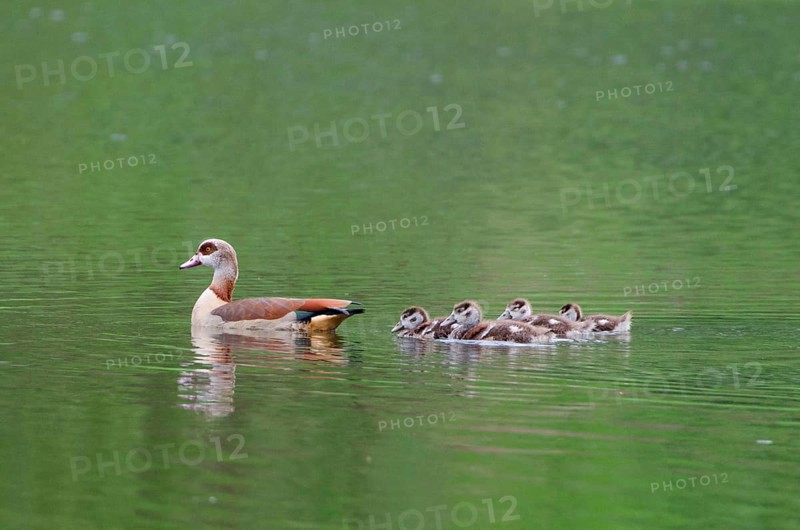 Egyptian goose and goslings