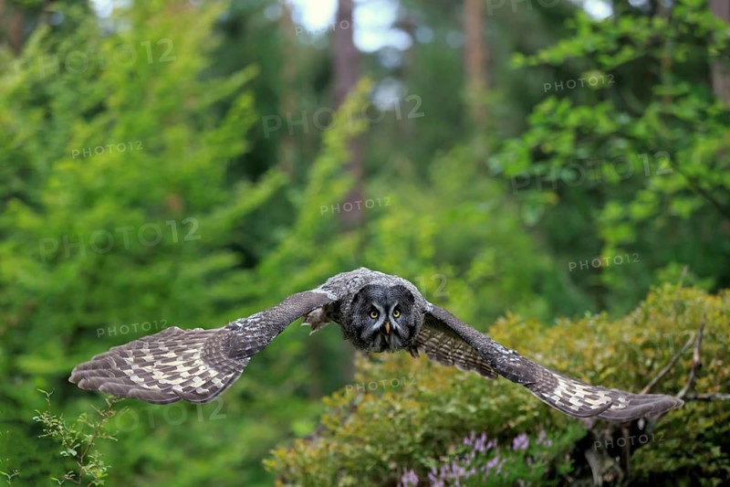 Great Grey Owl