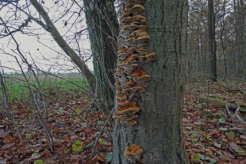 Alder schillerporling