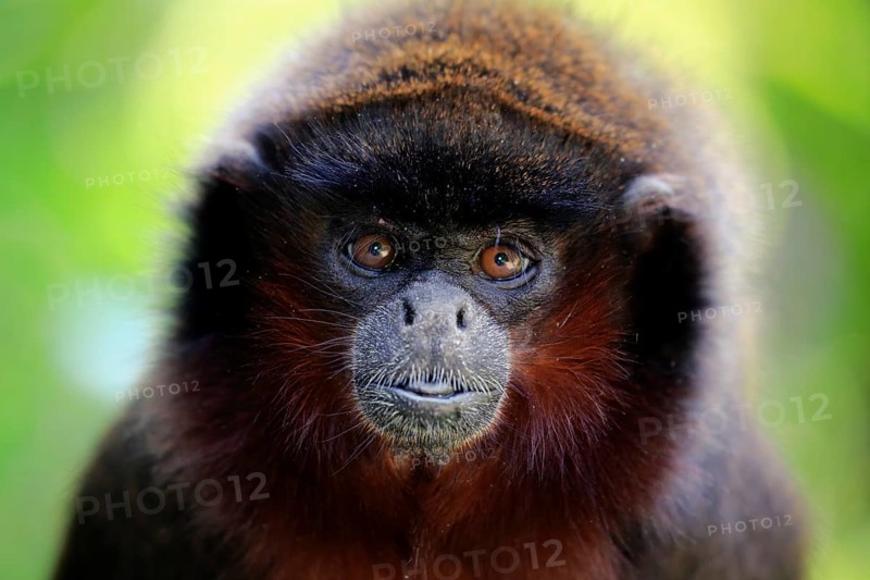 Coppery titi