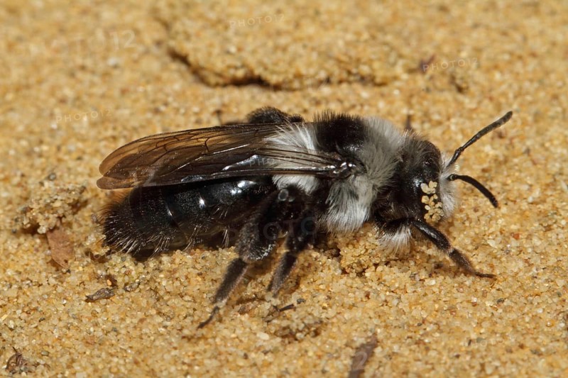 Grey sand bee