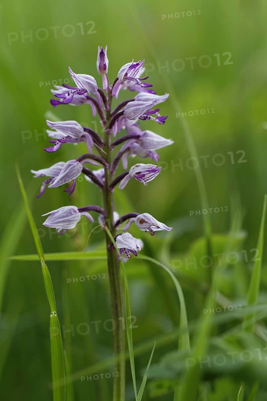 Helmeted Orchid