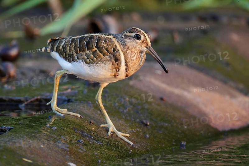 Rostratula greater painted-snipe