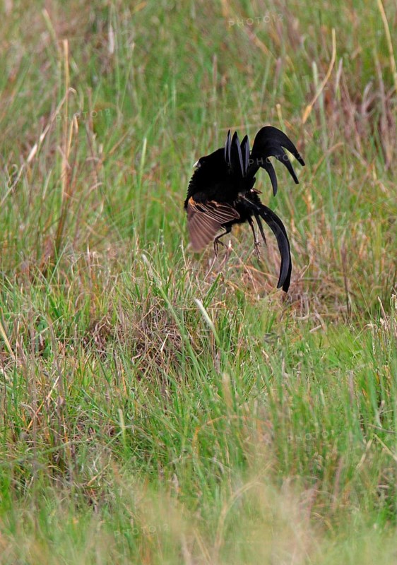 Jackson's Widowbird