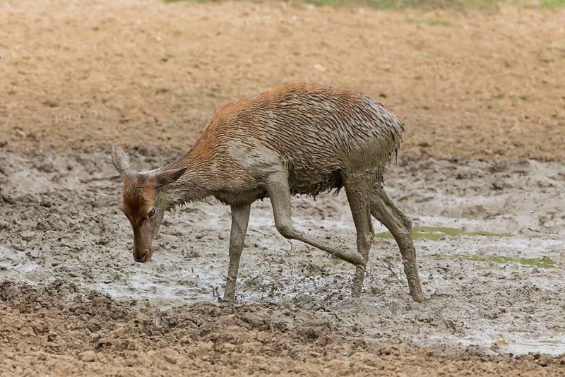 Red Deer