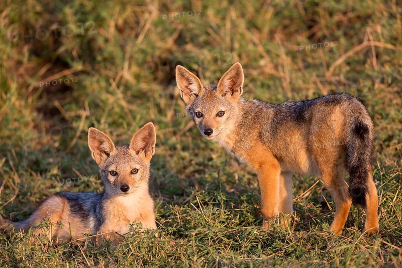 Black-backed jackals