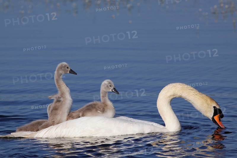 Mute Swan