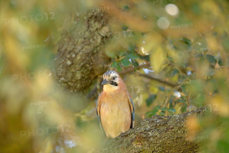 Eurasian Jay