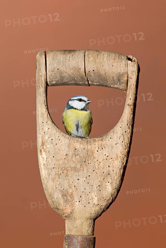 Blue Tit