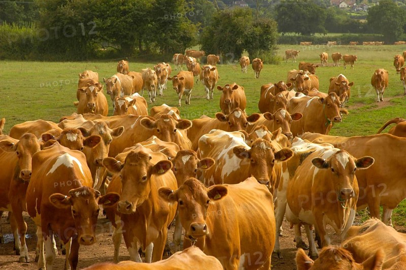 Domestic Cattle