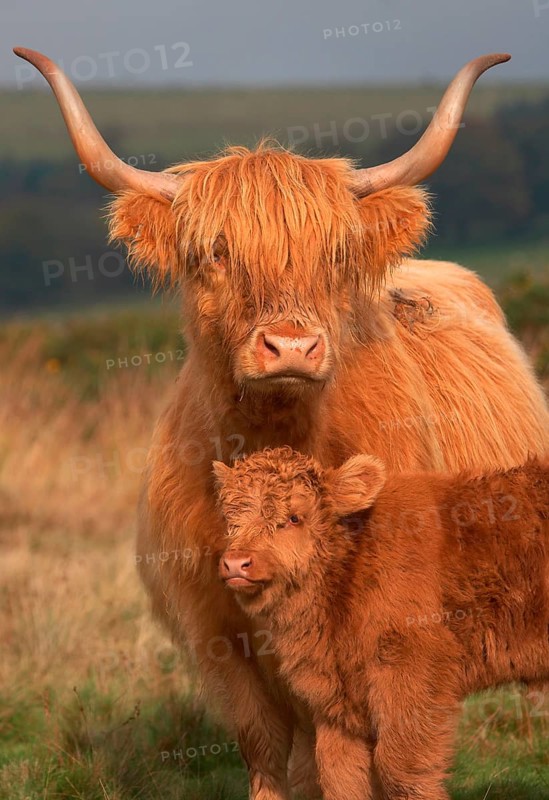 Highland Cattle