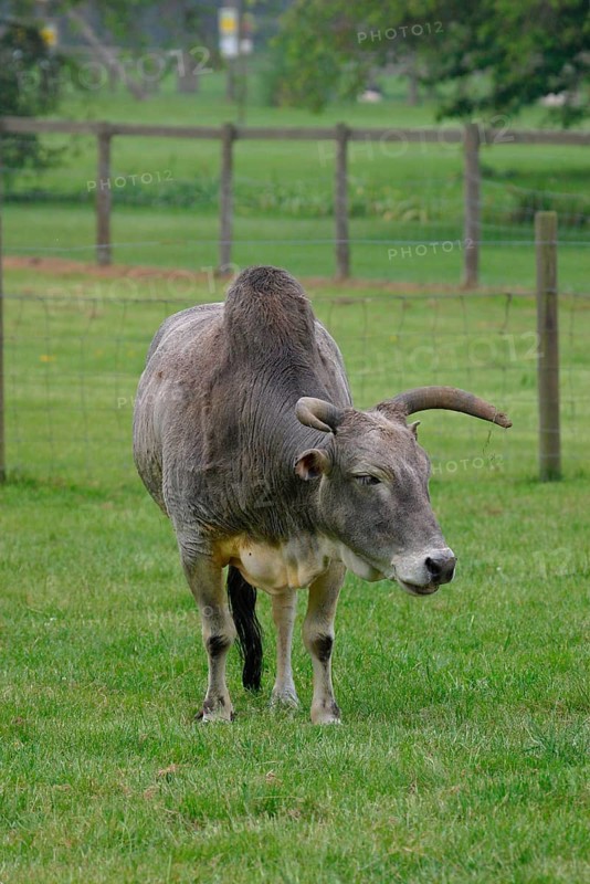 Dwarf Zebu