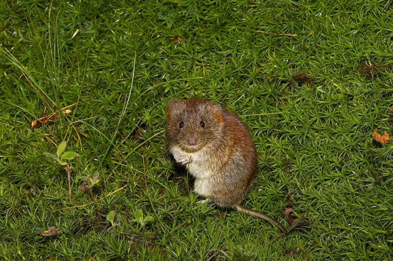 Bank bank vole