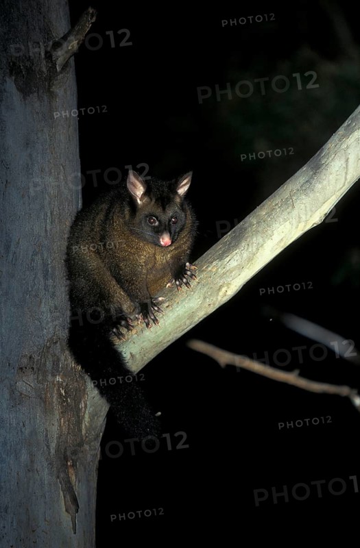 Common common brushtail possum