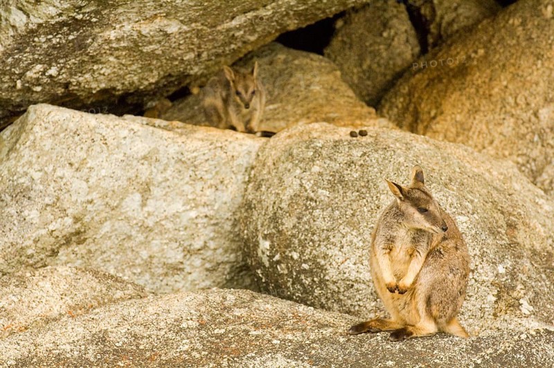 Queensland Rock Kangaroo