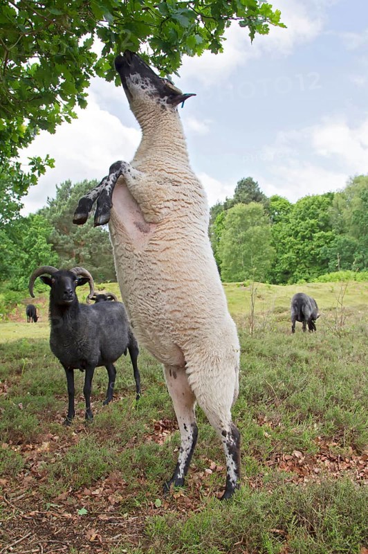 Domestic Sheep