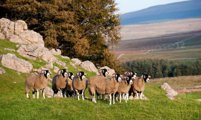Domestic Sheep